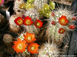 Echinocereus Hybride   